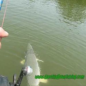 Alligator Gar Fishing Cought On Rod And Reel In Texas