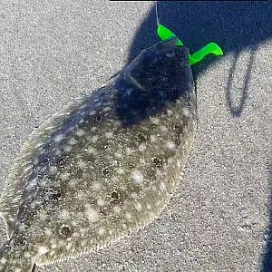 Flounder Fishing 8/29/12