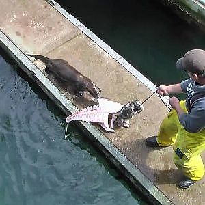 halibut fishing off Victoria BC