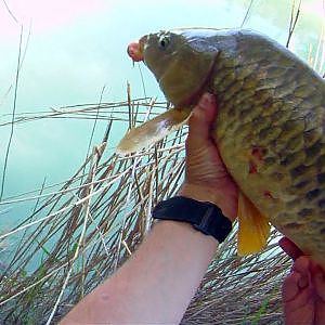 Pesca de carpa con lombriz y corcho en rio