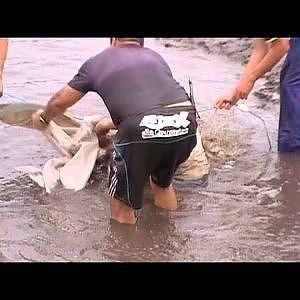 Captura de Carpas e Pesca de Traíra com Anzol de Barbatana