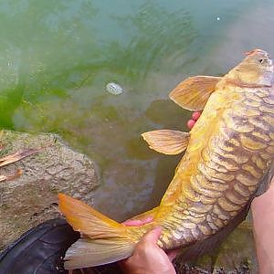 Pesca de carpa con dos cañas a la vez