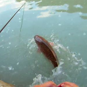 Pesca de 2 buenas carpas en rio (Carpa 1)