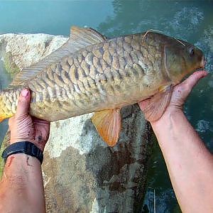 Pesca de carpa común de rio