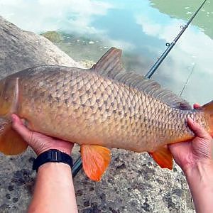 Pesca de 2 buenas carpas en rio (Carpa 2)