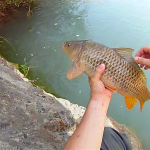 Pesca de carpa a pez visto con cola mutilada por un lucio