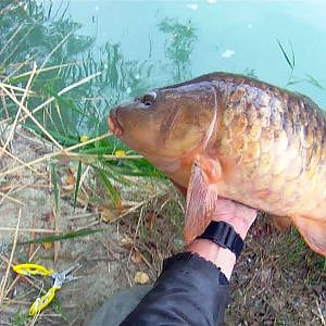 Pesca de una buena carpa estrenando cañas