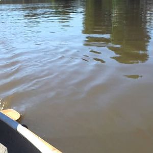 Pesca en el parana sobre campana boga y carpa.