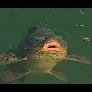 Pesca com Feeder - Carpa Barragem da Aguieira