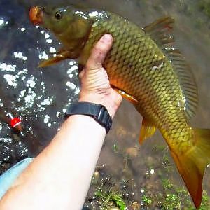 Pescando carpas a pez visto con lombriz y corcho