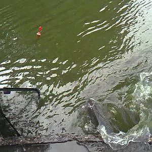 pesca de carpa de 4 kilos con caña de mosca