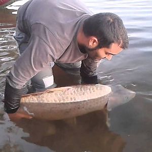 Carpa de 27,59 kg de Orellana