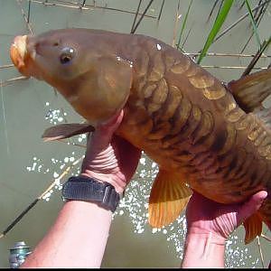 Pesca de carpa enredada entre juncos