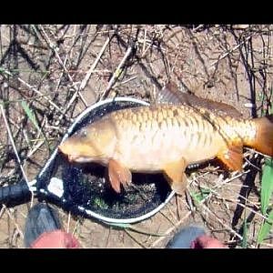 Carpfishing en rio (pesca de 3 carpas)