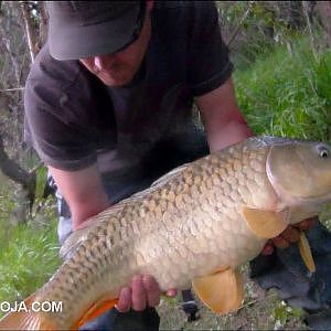 Pesca de carpa en zona de lucios