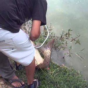 carpa cabeçuda 17kg massa melo elton e maicom pesqueiro biazi