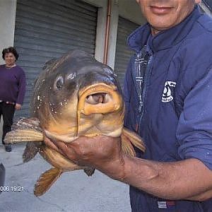 La vecchia carpa di 12 kg