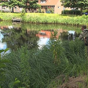 Visblad TV - drijvend karpervissen