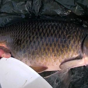 Karpervissen Carp fishing part 3 Carpaddict