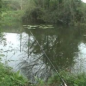 fishing for carp and tench. (video 1)