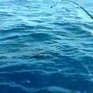 Pacific Sailfish, Game Fishing in Kadavu , Fiji