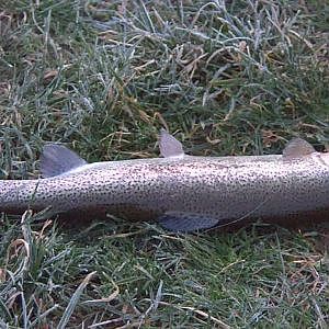 ouverture pêche la tanche de donjeux