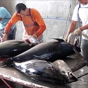 Tuna Processing Video