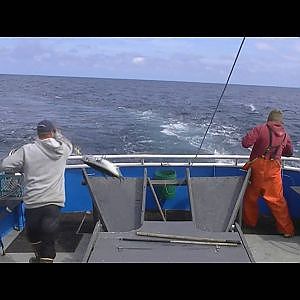 Albacore tuna fishing with jigs