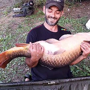 Gran Carpa de 19.8 kg pescada en río Guadiana Con Chufas XXL en Red Monster de Arapaima Fishing