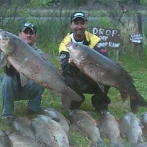 Monster Buffalo Carp Bowfishing