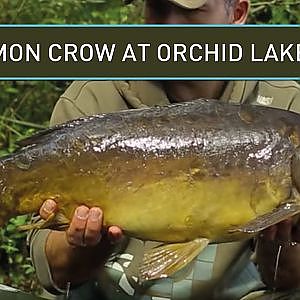 Simon Crow DAY TICKET Carp Fishing at Orchid Lakes - Nash 2014 Carp Fishing DVD Movie