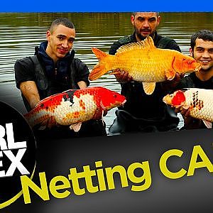 Big Carp Netting at a Fishery - Carl and Alex Fishing - 2014