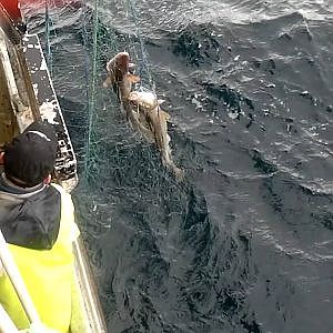 Torskefiske i Norge.Giskesund torskefiske i Tufjord