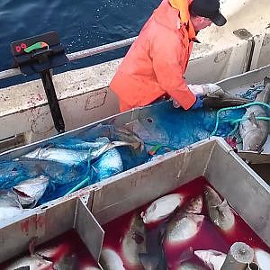 Vegard på torskfiske i Senjahopen