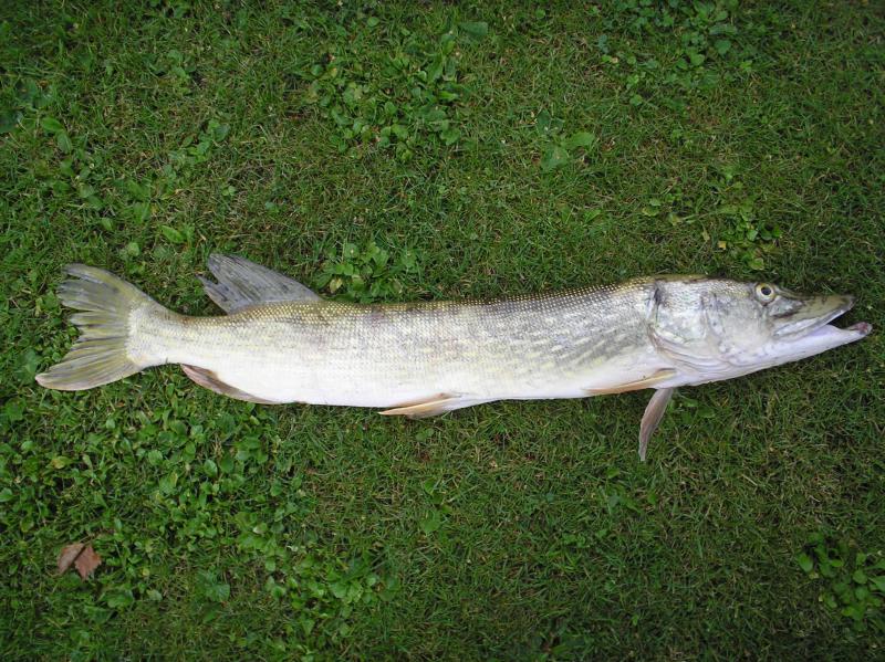 2.4kg 76cm - An unsrem Vereinsteich auf Köderfisch gefangen (Pödinghausen)