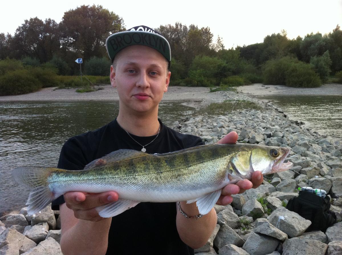 45er Zander 15.09.2014