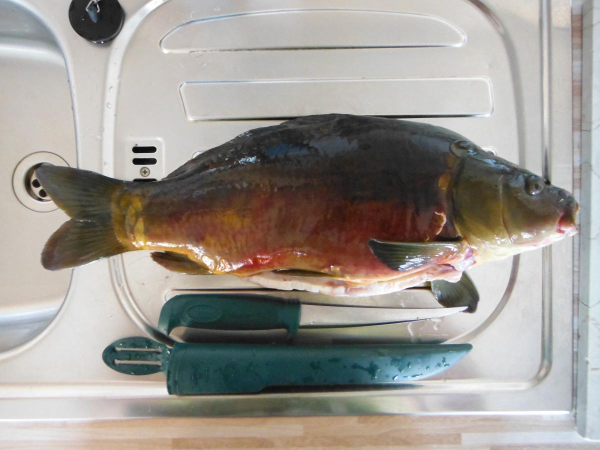 47 cm Spiegelkarpfen gefangen in der Lehmgrube Lorenz am 20.07.2013 beim Aalansitz mit Tauwurm.