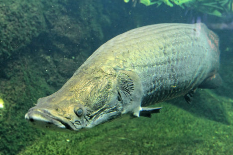 Arapaima