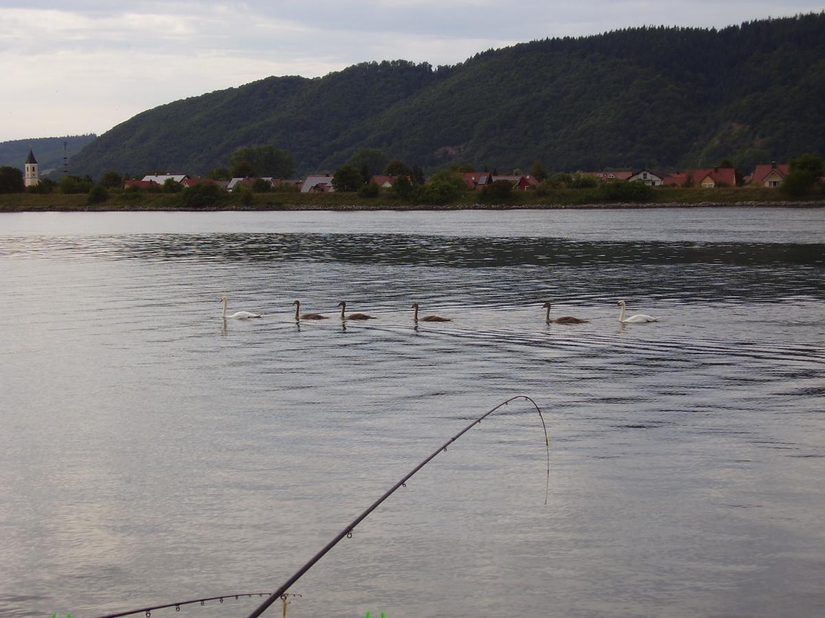 auch hatten wir auf der Donau regelmäßig besuch von einer Schwanenfamilie und natürlich auch vom Bieber