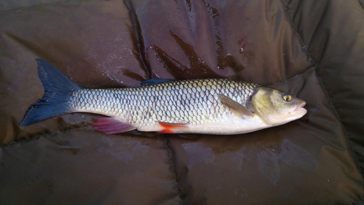 Beim Karpfen-ansitz ,Döbel 52 cm