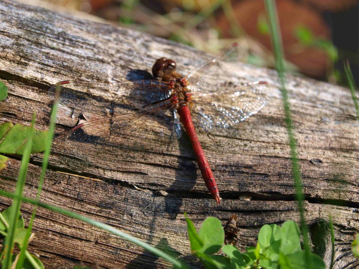 Blutrote Heidelibelle