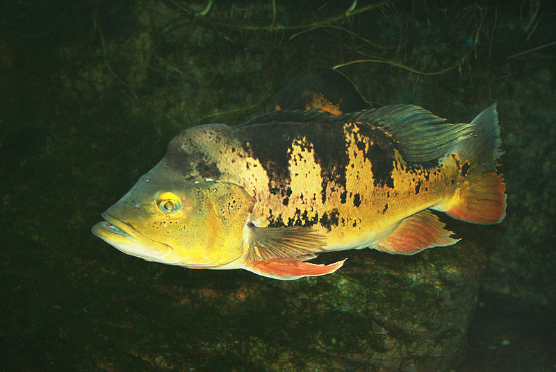 Cichla ocellaris Dvur zoo 1