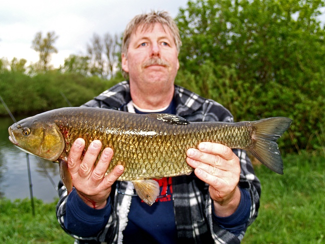 Döbel 59cm - Donau