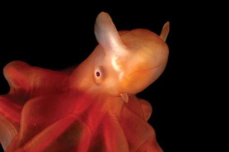 Dumbo Octopus(www.bountyfishing.comblog2007080727 aquatic lifeforms you never caught while fishing)