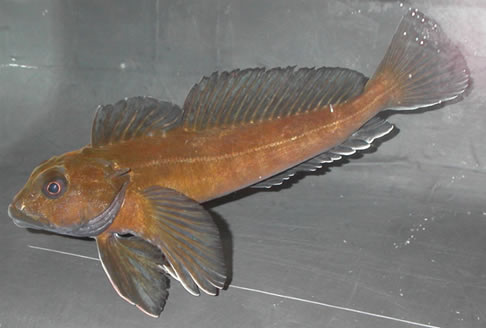 EISFISCH Bovichtus diacanthus