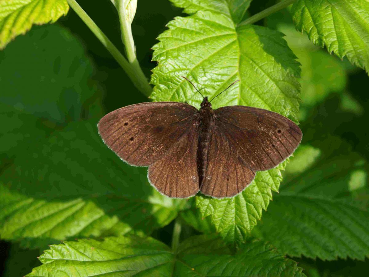 Falter (Brauner Waldvogel oder Schornsteinfeger)