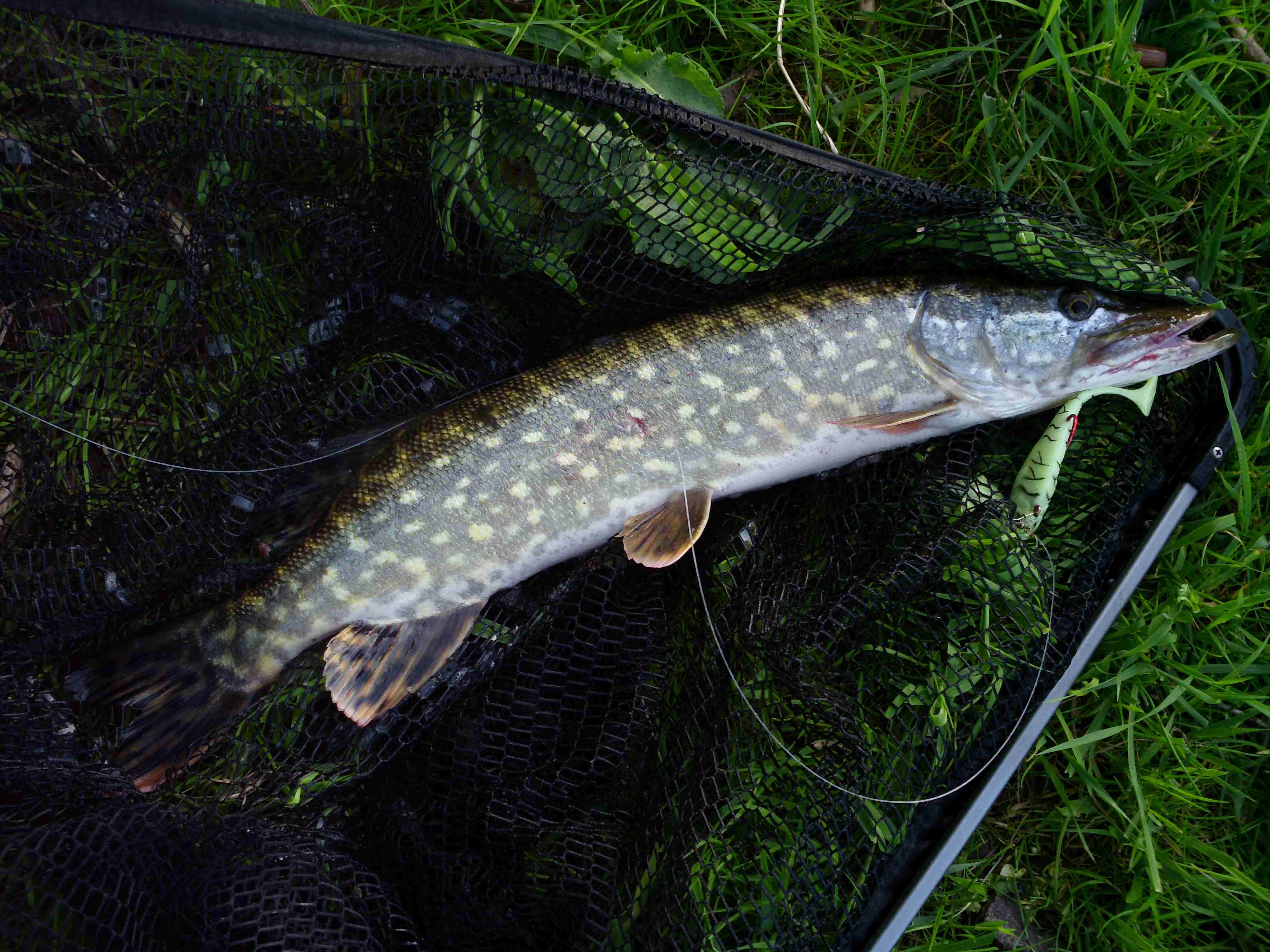 Hecht 52 cm Schwimmt wieder!