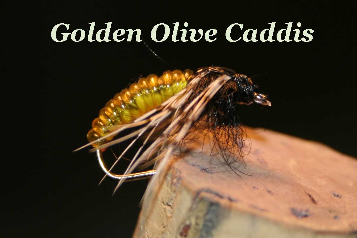 IMG 5888 erste Golden Olive Caddis