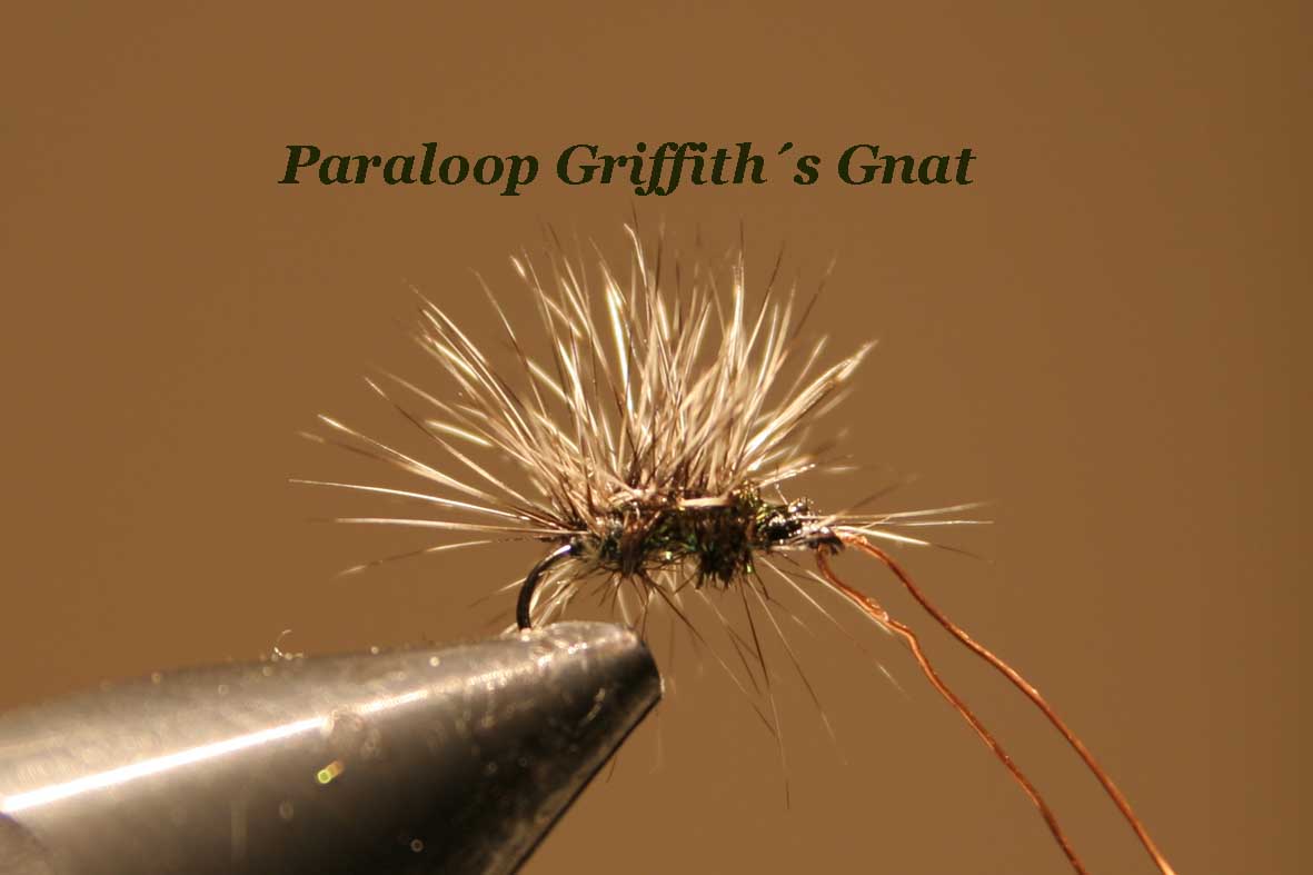 IMG 6199 Paraloop Griffith´s Gnat