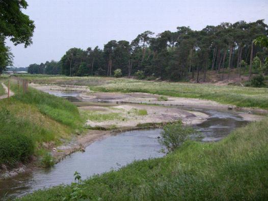 In diesem Bereich wurde auf ca. 500 m Länge renaturiert.
Die neu entstandenen Nieschen wurden sofort besetzt.